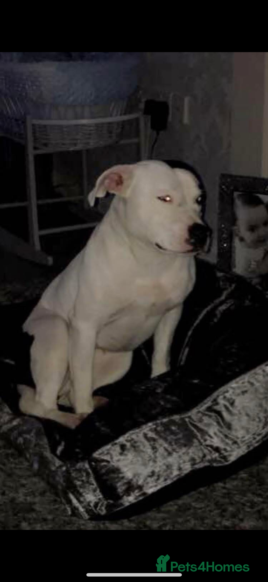 Staffordshire Bull Terrier dogs for sale: Staffordshire bull terriers  - Image 4