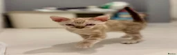 Bengal cats for sale: Beautiful bengal  - Advert 7