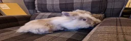 Lionhead rabbits for sale: Friendly, cute, fluffy lionhead bunnies- m and f - Advert 12