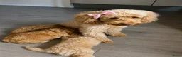 Cockapoo dogs for sale: Cockapoo puppies for Sale - Advert 13