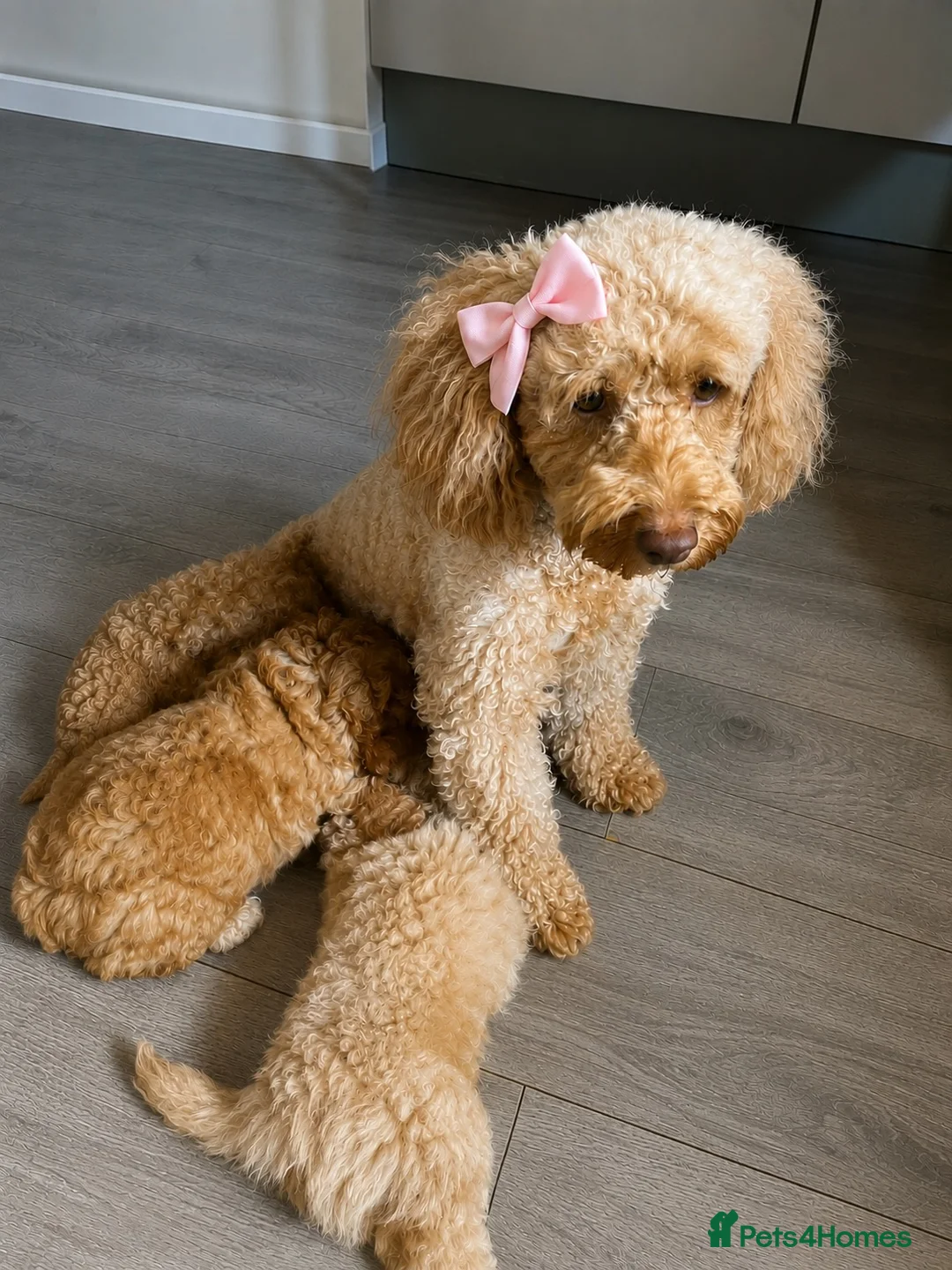 Cockapoo dogs for sale: Cockapoo puppies for Sale - Advert 13