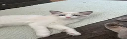 Ragdoll cats for sale: Beautiful female ragdoll kitten GCCF reg - Advert 8