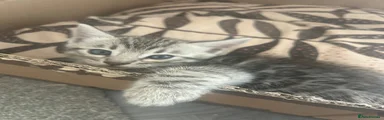 Bengal 1