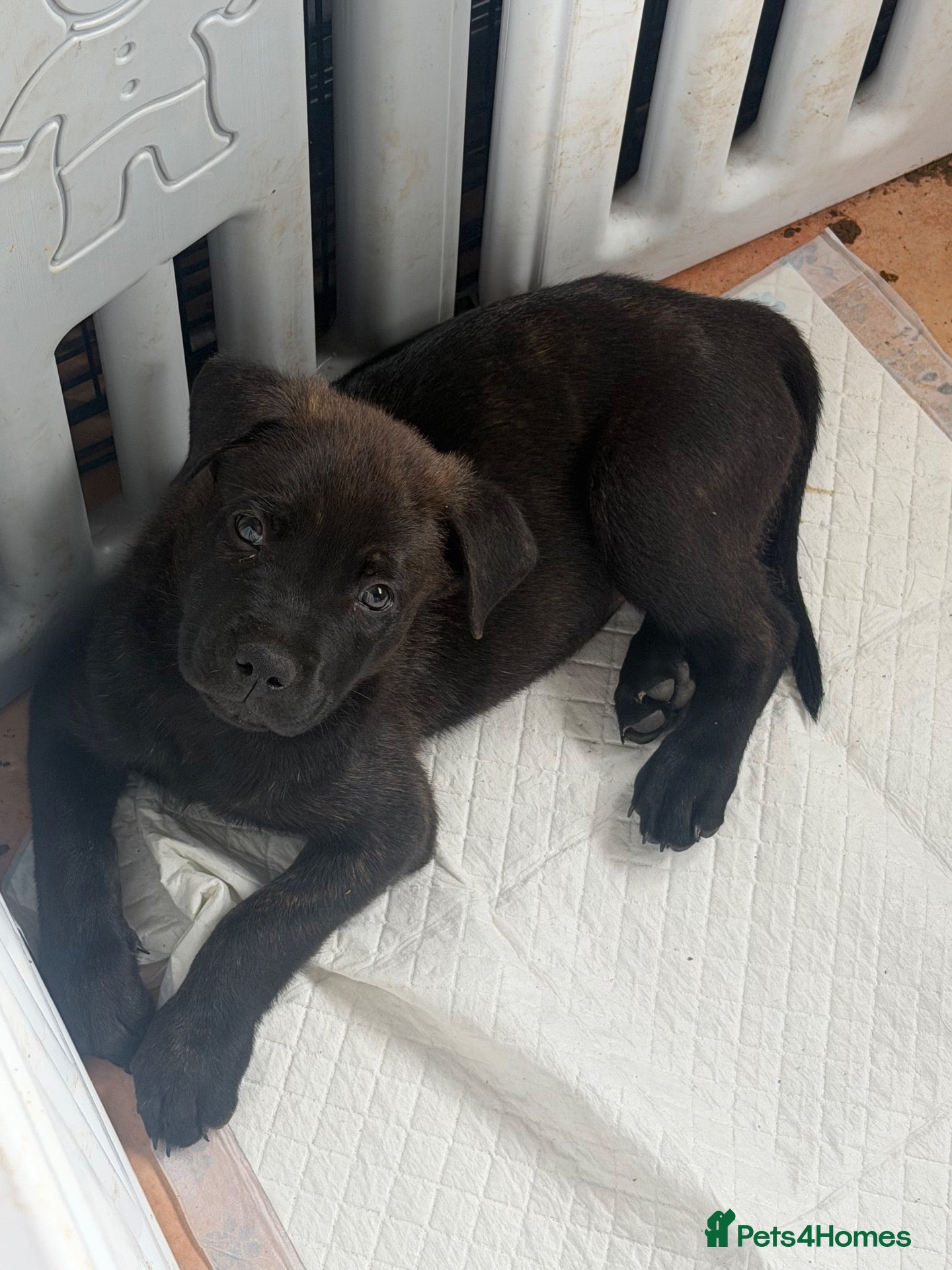 Mixed Breed dogs Rottweiler X Belgium Mali Puppies - Advert 1