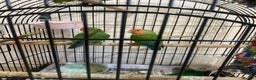 Lovebirds birds for sale: African Lovebirds (male & female) - Advert 5