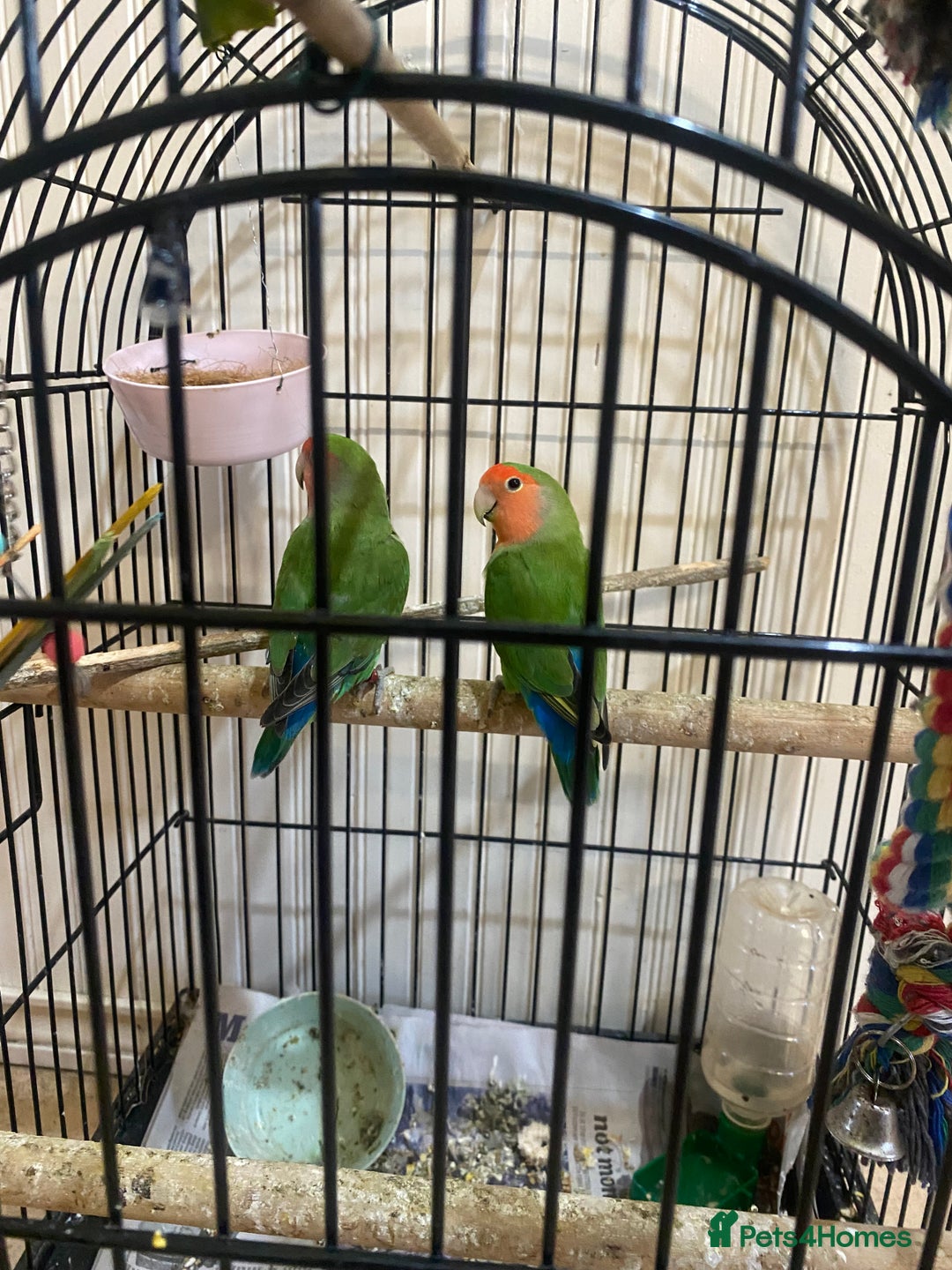 Lovebirds birds for sale: African Lovebirds (male & female) - Advert 5