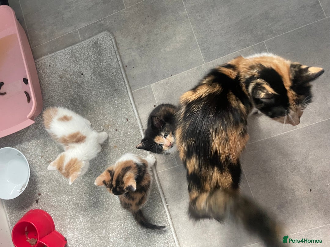 Mixed Breed cats for sale: 3 kittens 2 girls 1 boy  - Image 10