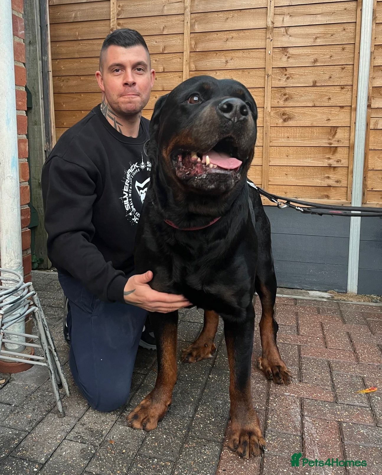 Rottweiler dogs GIANT ROTTWEILER PUPS, HEALTH+SIZE+TEMPERAMENT. - Advert 4