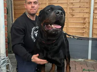 Rottweiler dogs GIANT ROTTWEILER PUPS, HEALTH+SIZE+TEMPERAMENT. - Advert 4