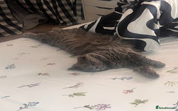 British Longhair cats for sale: Maeve - Image 5