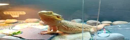 Bearded Dragon reptiles for sale: Beautiful  bearded dragon - Advert 4