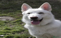 German Shepherd dogs for sale: White german sheperd  - Image 9