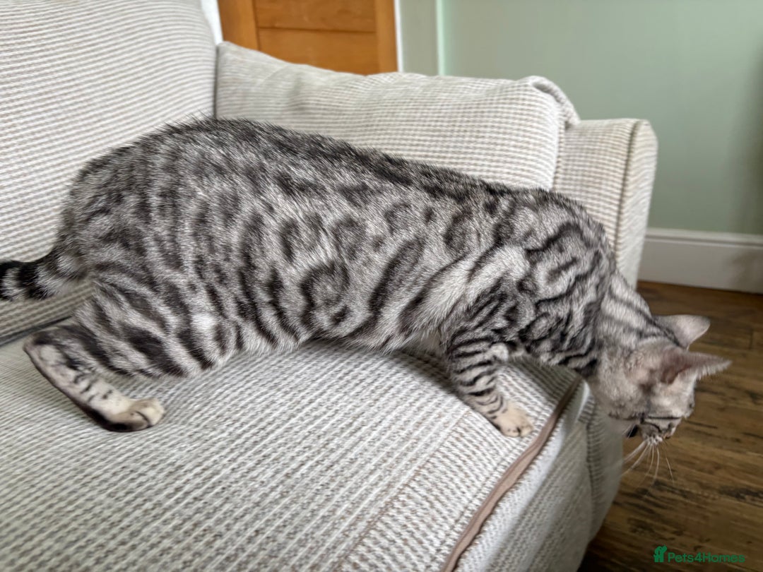 Toyger cats for sale: Superb rare silver Toyger girl  - Image 22
