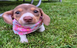 Miniature Dachshund dogs for sale: Miniature sausages Kc reg  in Wigan - Image 16