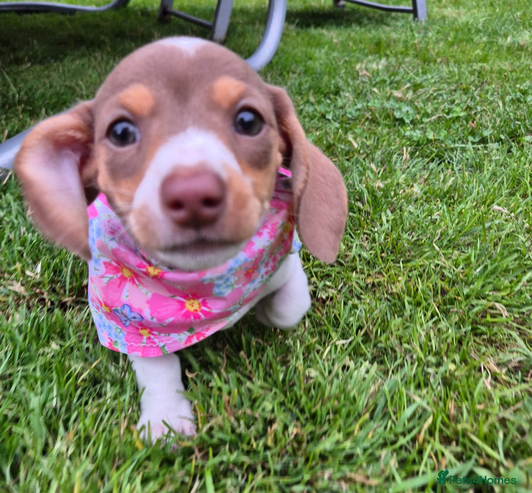 Miniature Dachshund dogs for sale: Miniature sausages Kc reg  in Wigan - Image 16