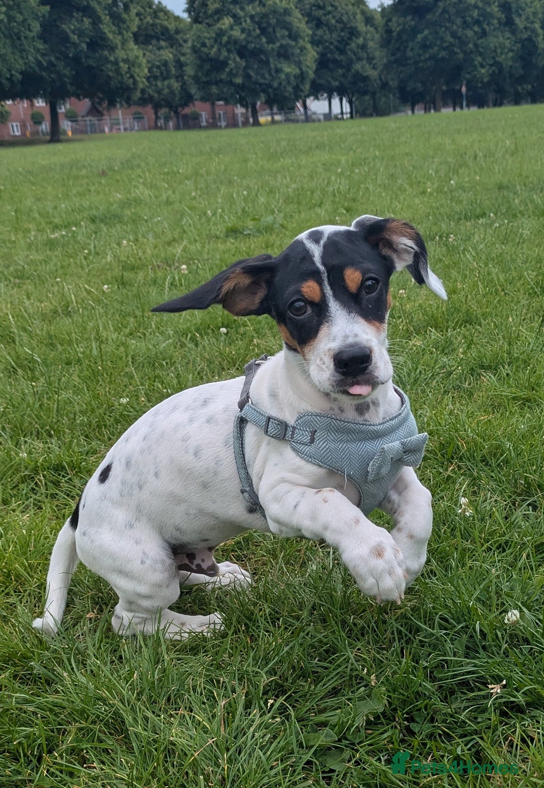 Mixed Breed dogs for sale: Jack Russell cross breed  - Advert 4
