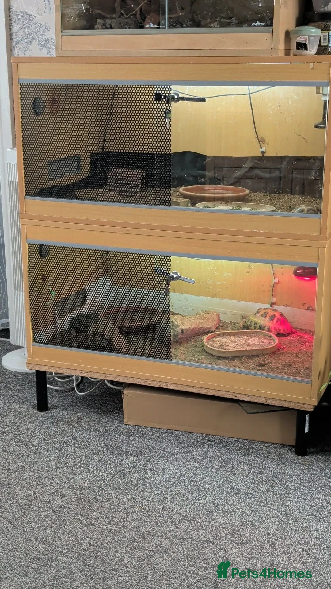 Tortoise reptiles for sale: Male and female horsefield tortoise  - Advert 1