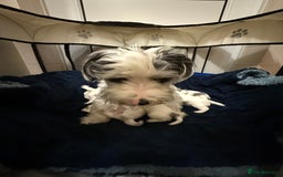 Biewer Terrier dogs for sale: Beautiful Biewer puppies  - Image 10