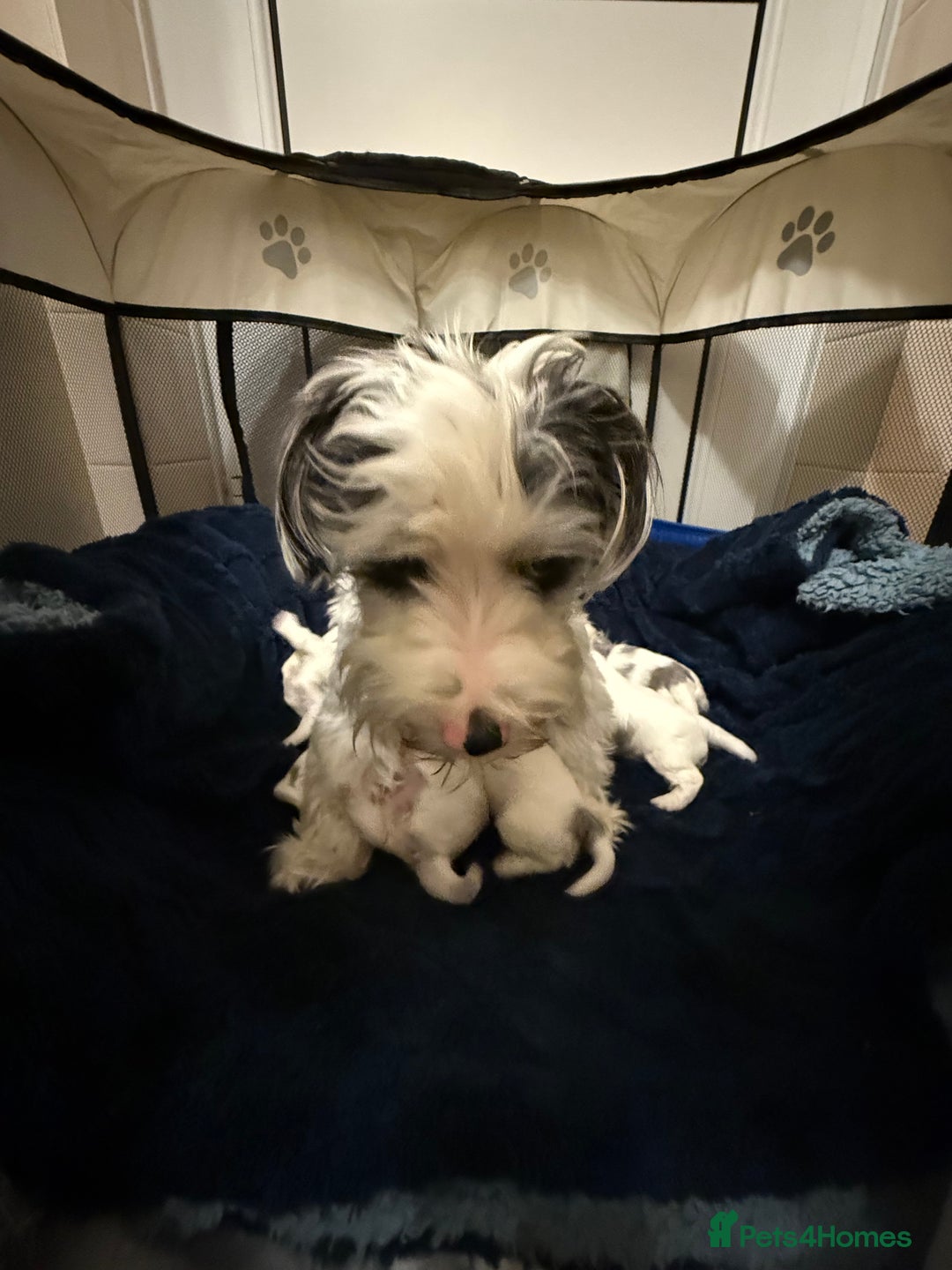 Biewer Terrier dogs for sale: Beautiful Biewer puppies  - Image 10
