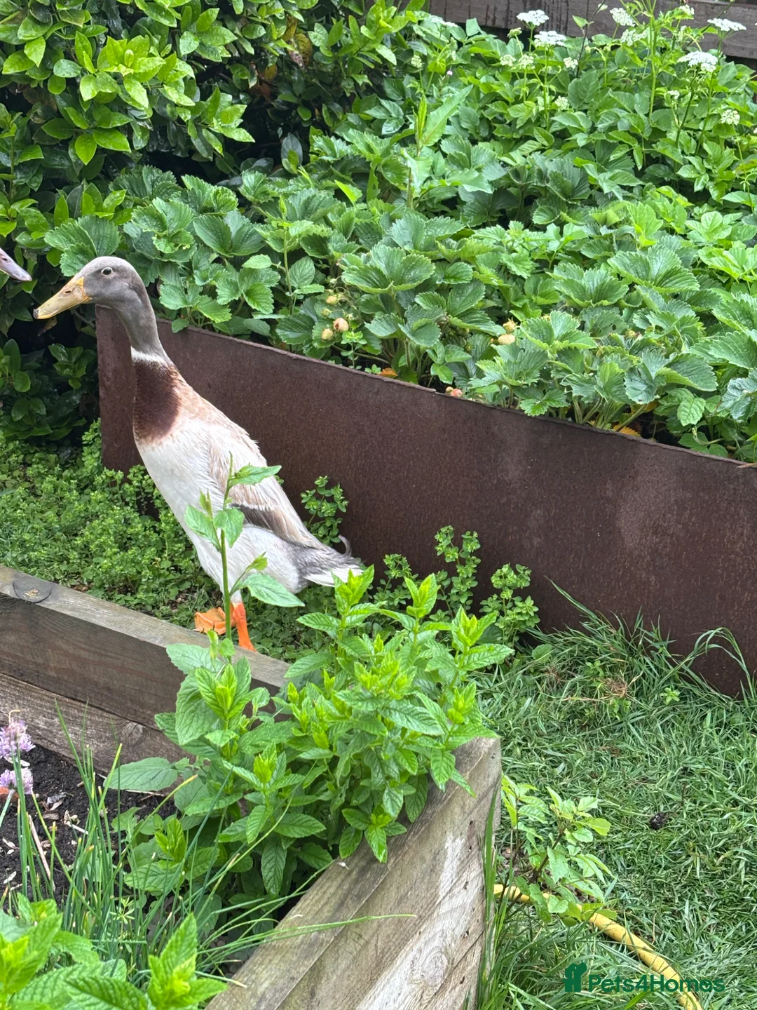 Ducks poultry for sale: Runner ducks - 2 Drakes for sale  - Advert 2
