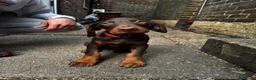 Dobermann dogs for sale: Gorgeous Doberman litter - Advert 1