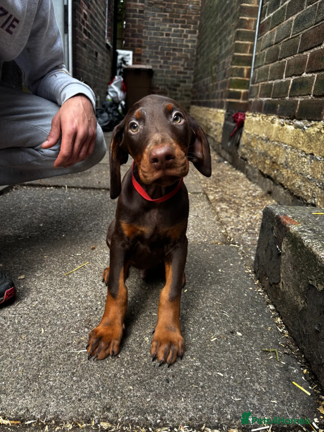 Dobermann dogs for sale: Gorgeous Doberman litter - Advert 1