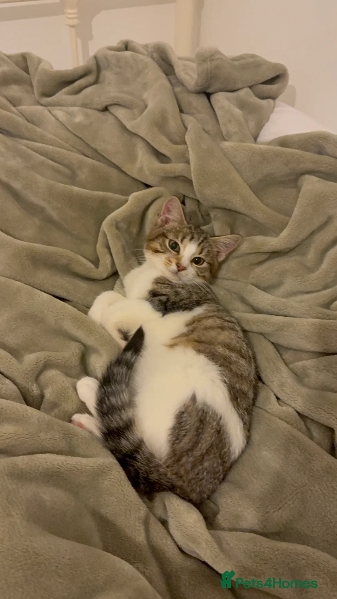 Mixed Breed cats for sale: Cute Tabby and White Boy  - Advert 3