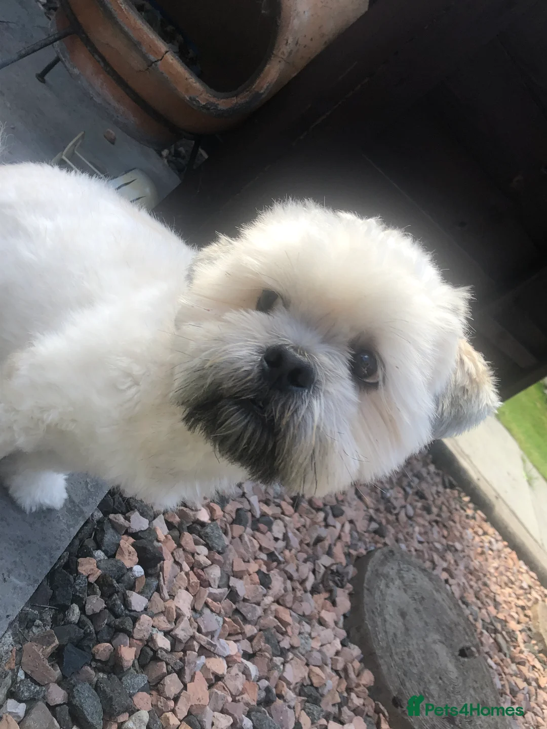 Lhasa Apso dogs for stud: My handsome Milo in Alloa - Advert 1