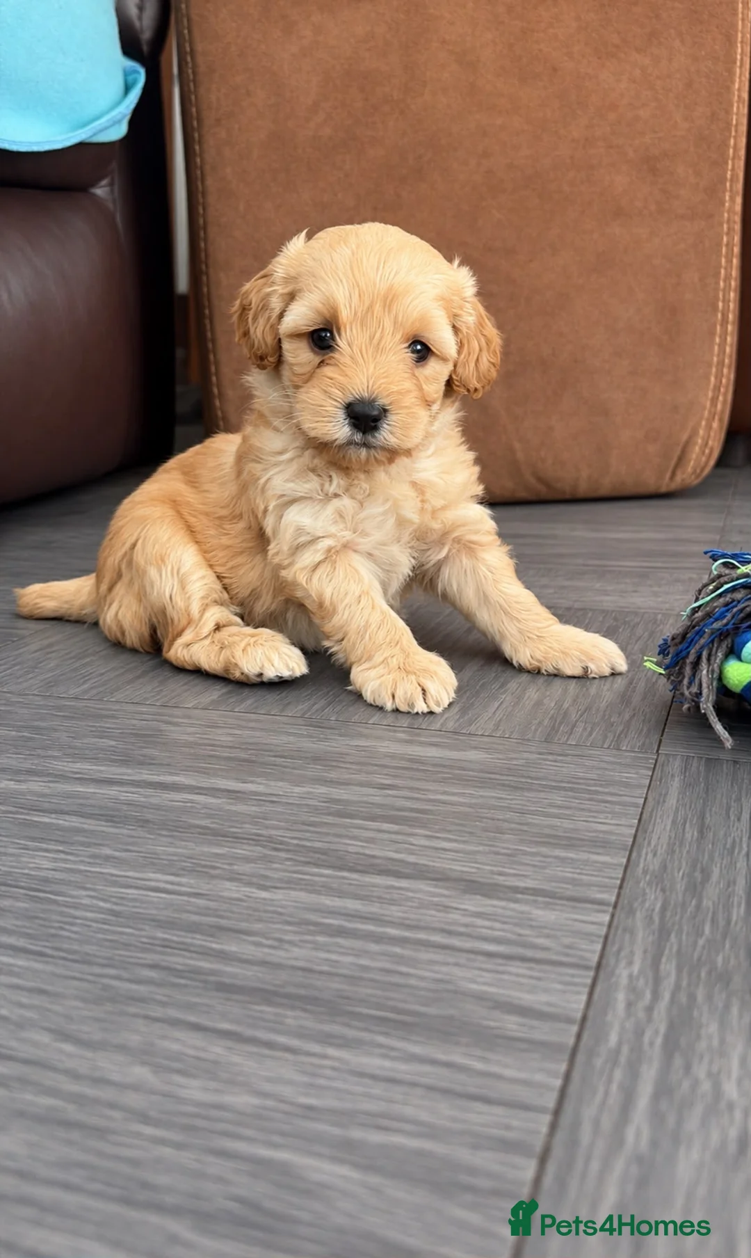 Cockapoo dogs for sale: Toy poodles for sale - Advert 2