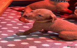 Hungarian Vizsla dogs for sale: Wonderful puppies from mum with 0/0 hip score.  - Image 23