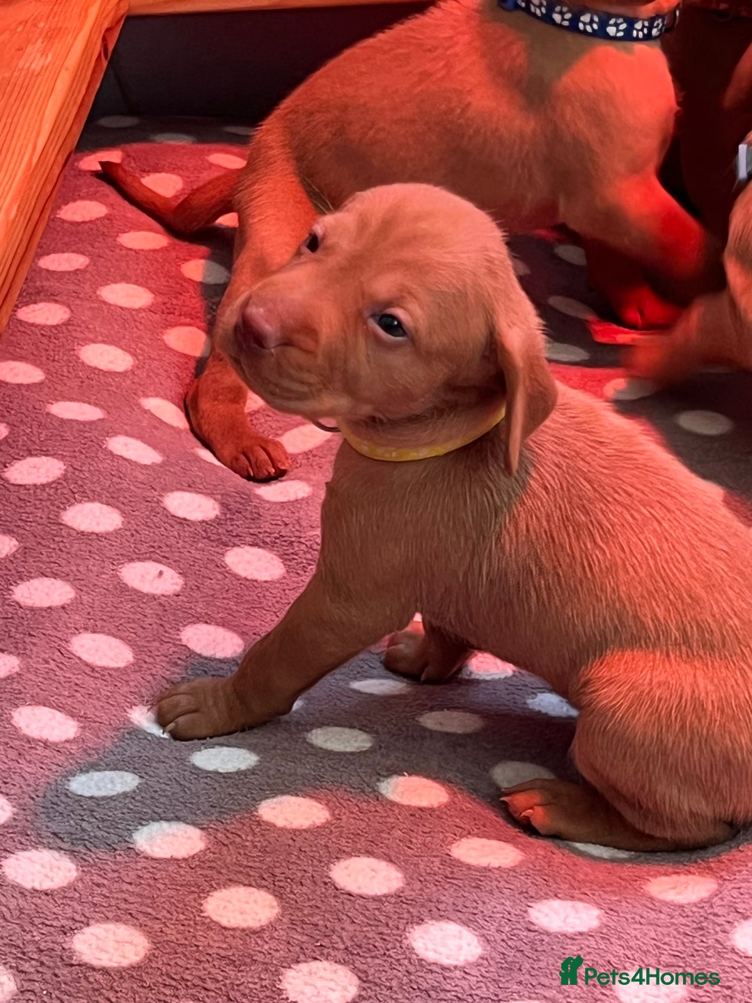 Hungarian Vizsla dogs for sale: Wonderful puppies from mum with 0/0 hip score.  - Image 23