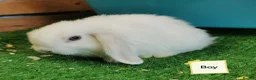 Mini Lop rabbits for sale: Blue eyed white Mini Lop babies  - Advert 5
