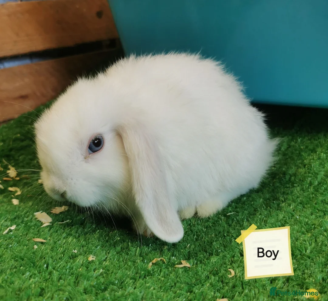 Mini Lop rabbits for sale: Blue eyed white Mini Lop babies  - Advert 5
