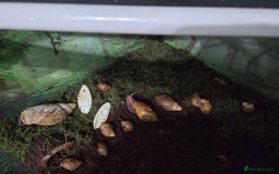 Snails invertebrates for sale: 14 African giant land snails  - Image 4