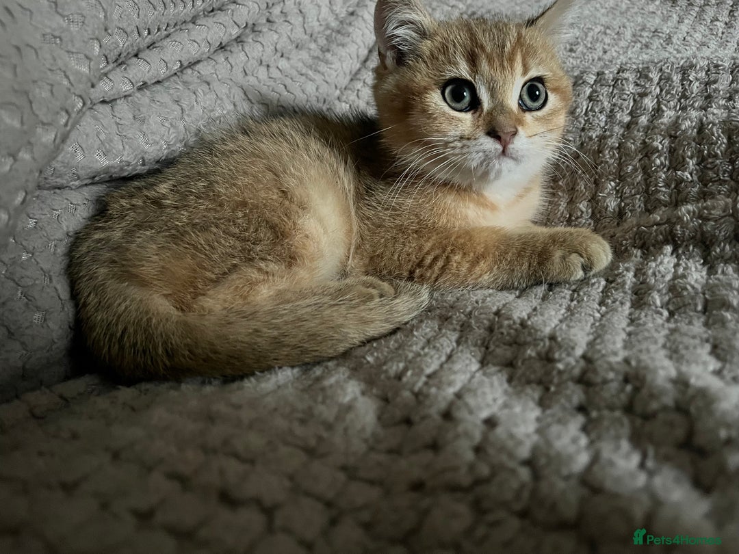 British Shorthair cats for sale: Last stunning golden male  - Image 2