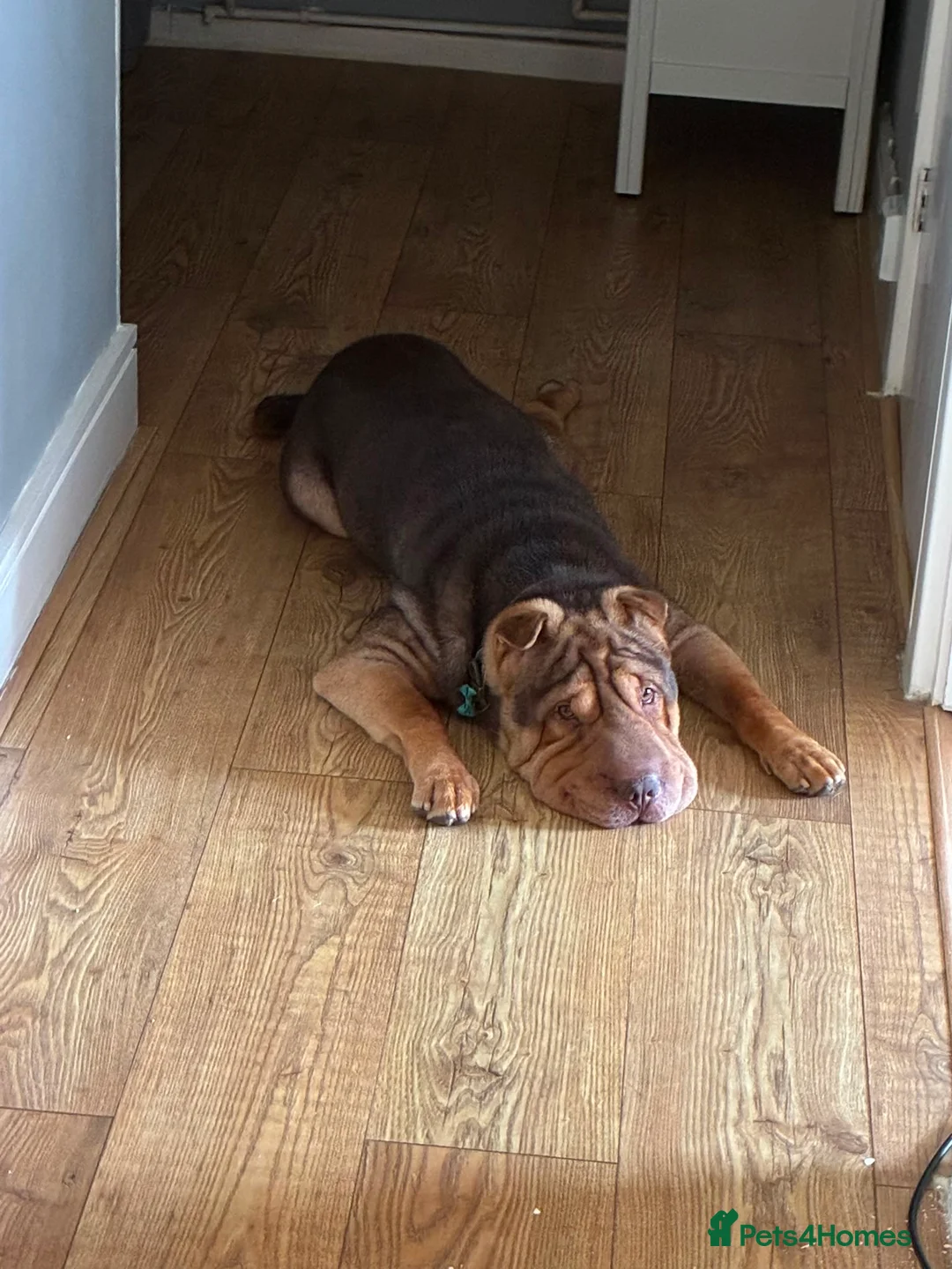 Shar Pei dogs for sale: Rolo our loving Shar Pei in Erith - Advert 2