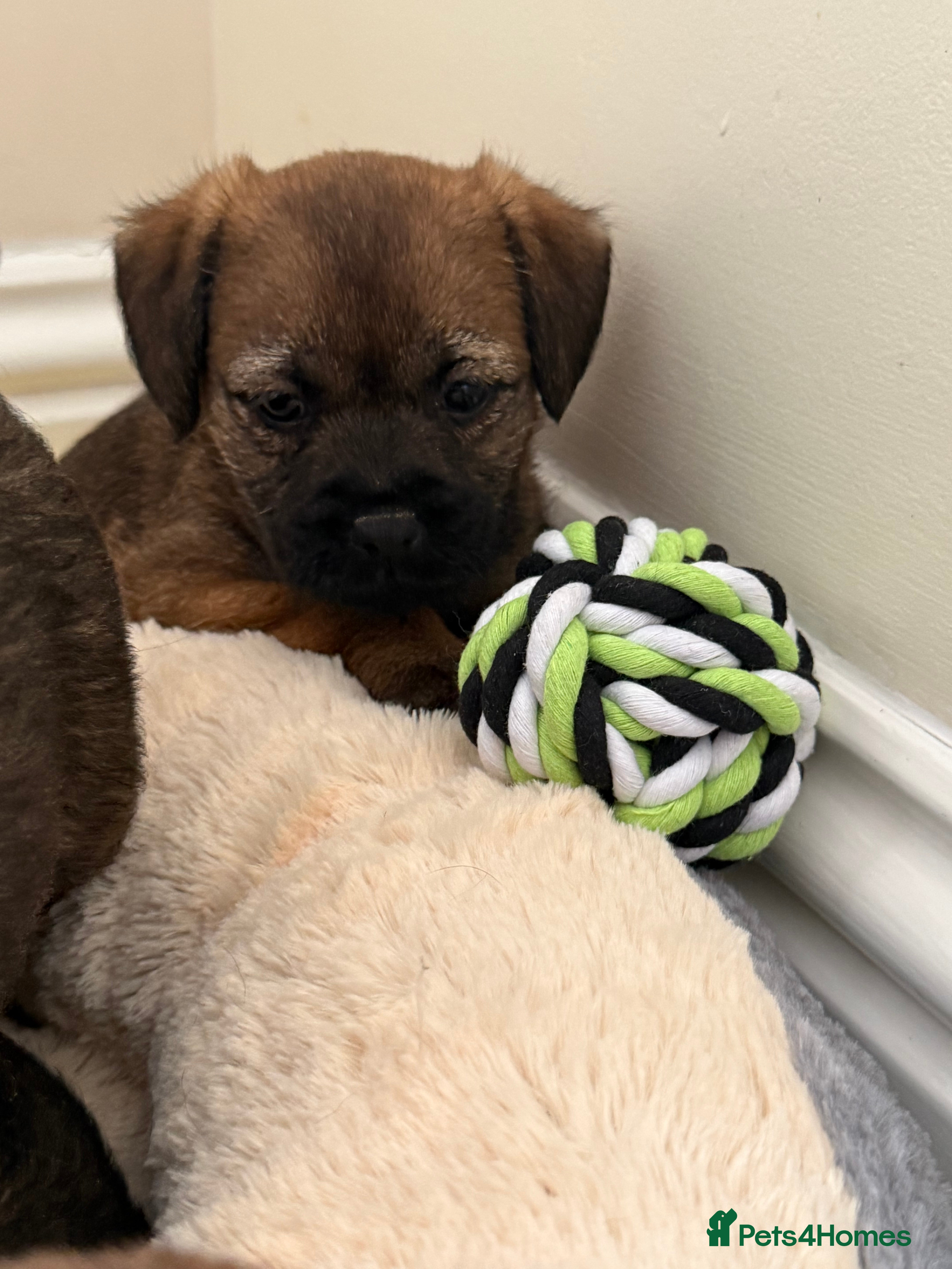 Border Terrier dogs Kc reg, Beautiful border terrier Puppys  - Advert 2