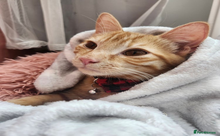 Domestic Shorthair cats Urgent Rehoming - 6 month old ginger boy - Advert 3