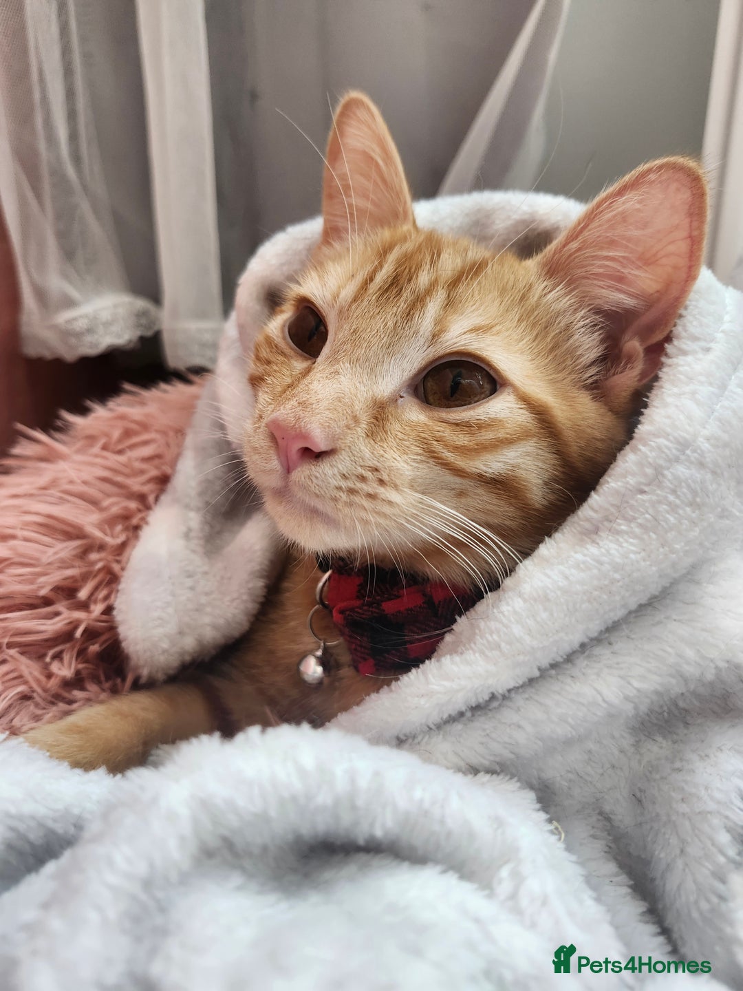 Domestic Shorthair cats for sale: Urgent Rehoming - 6 month old ginger boy - Advert 1
