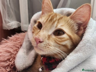 Domestic Shorthair cats Urgent Rehoming - 6 month old ginger boy - Advert 3