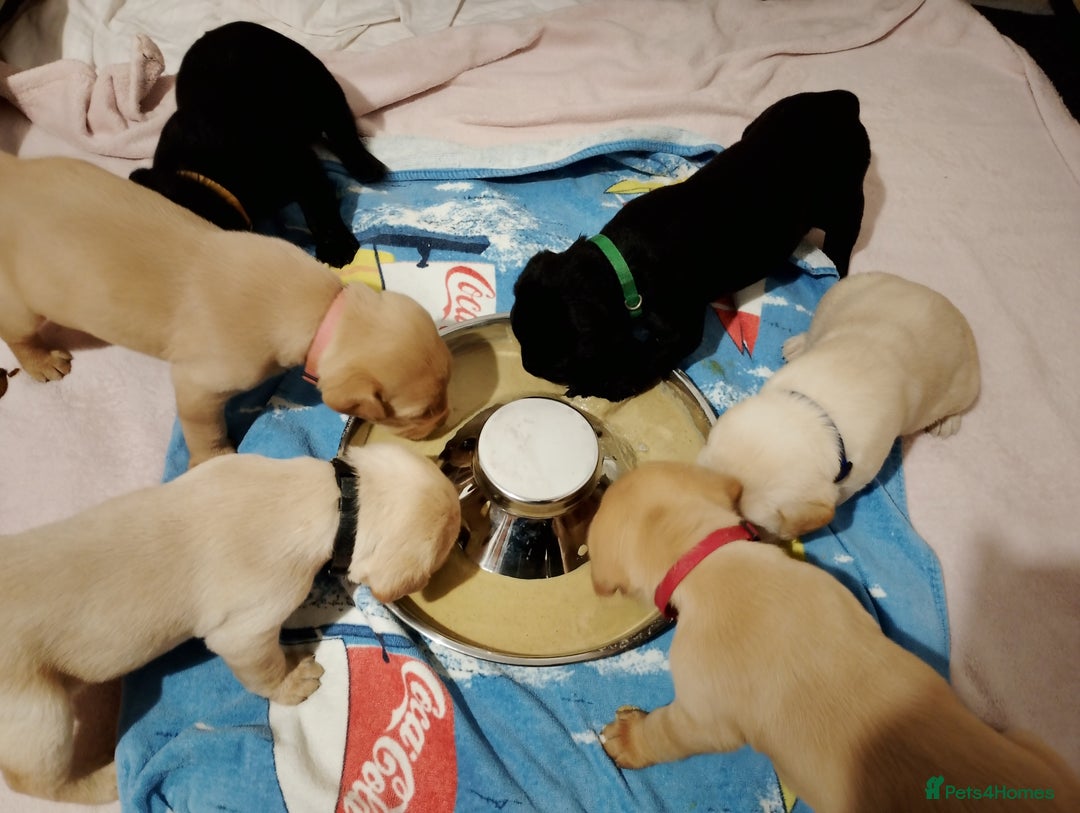 Labrador Retriever dogs for sale: Labrador Puppies for sale  - Advert 2