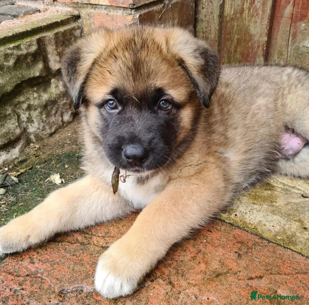 Mixed Breed dogs for stud: ✨Hank✨ for stud  in Birmingham - Advert 18