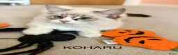 Ragdoll cats for sale: 100 % PURE RAGDOLL KITTENS FIFE REGISTRATION in West Drayton - Advert 21