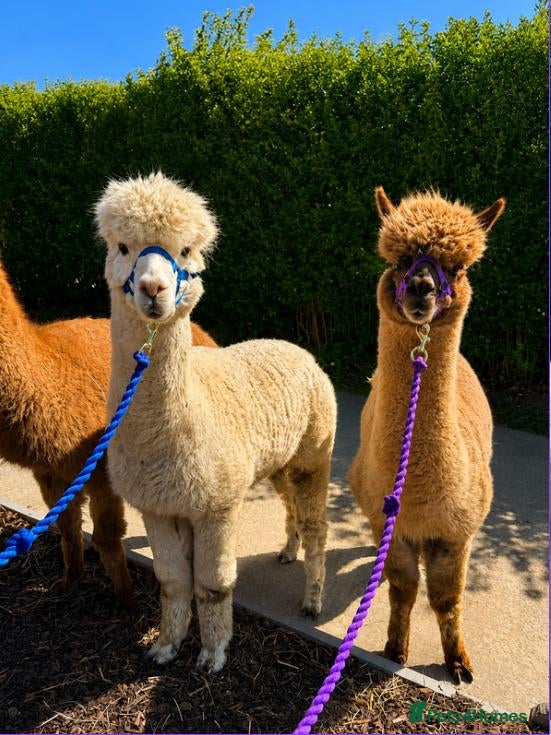 Alpaca livestock 4X Alpacas and trailer included - Advert 1