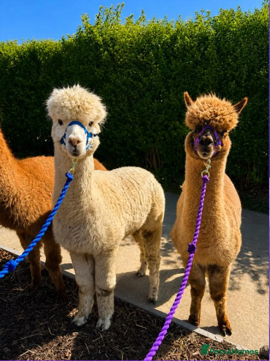 Alpaca livestock for sale: 4X Alpacas and trailer included - Advert 1