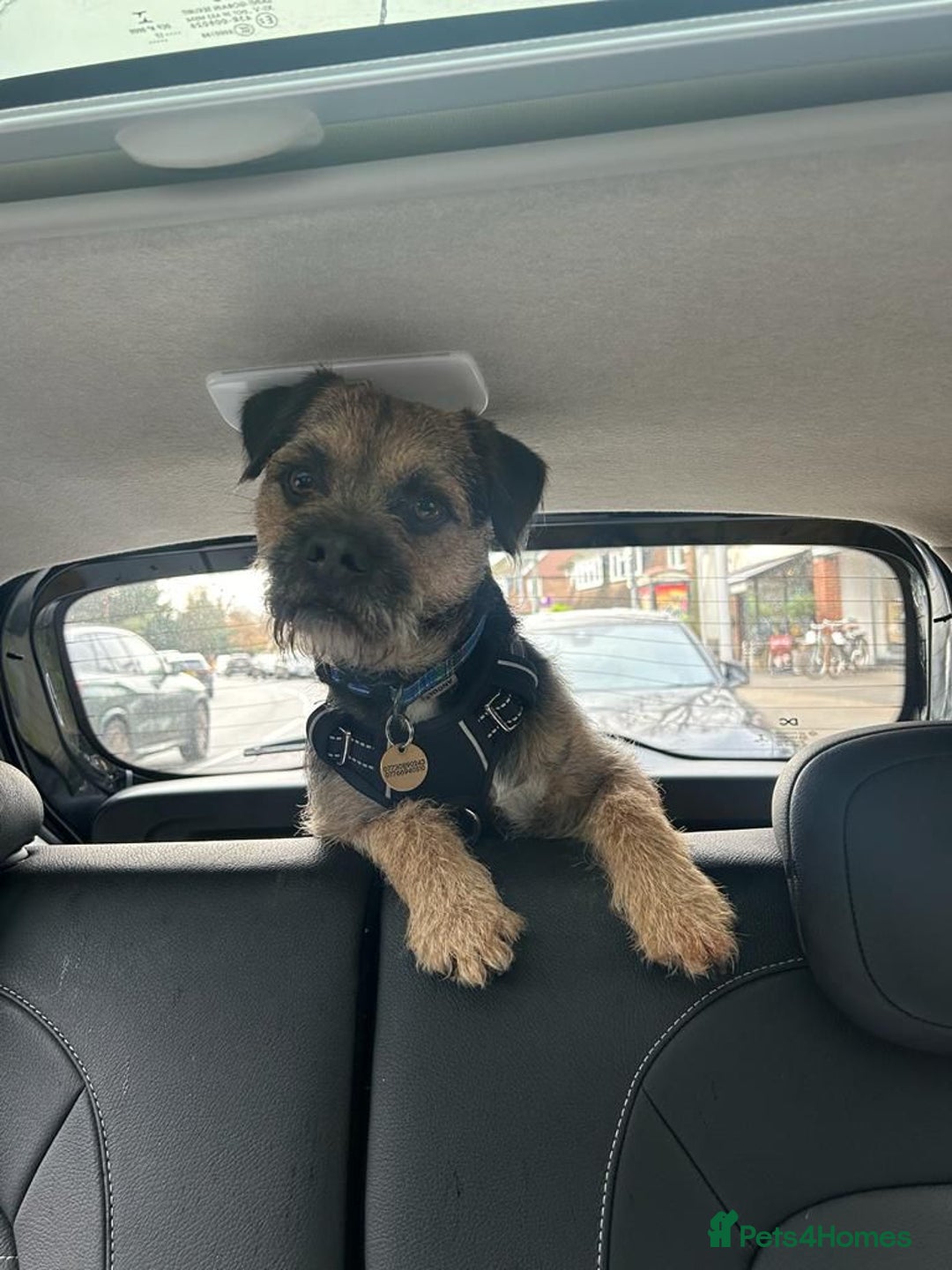 Border Terrier dogs for stud: KC SLEM free Border Terrier stud with good temper - Advert 2