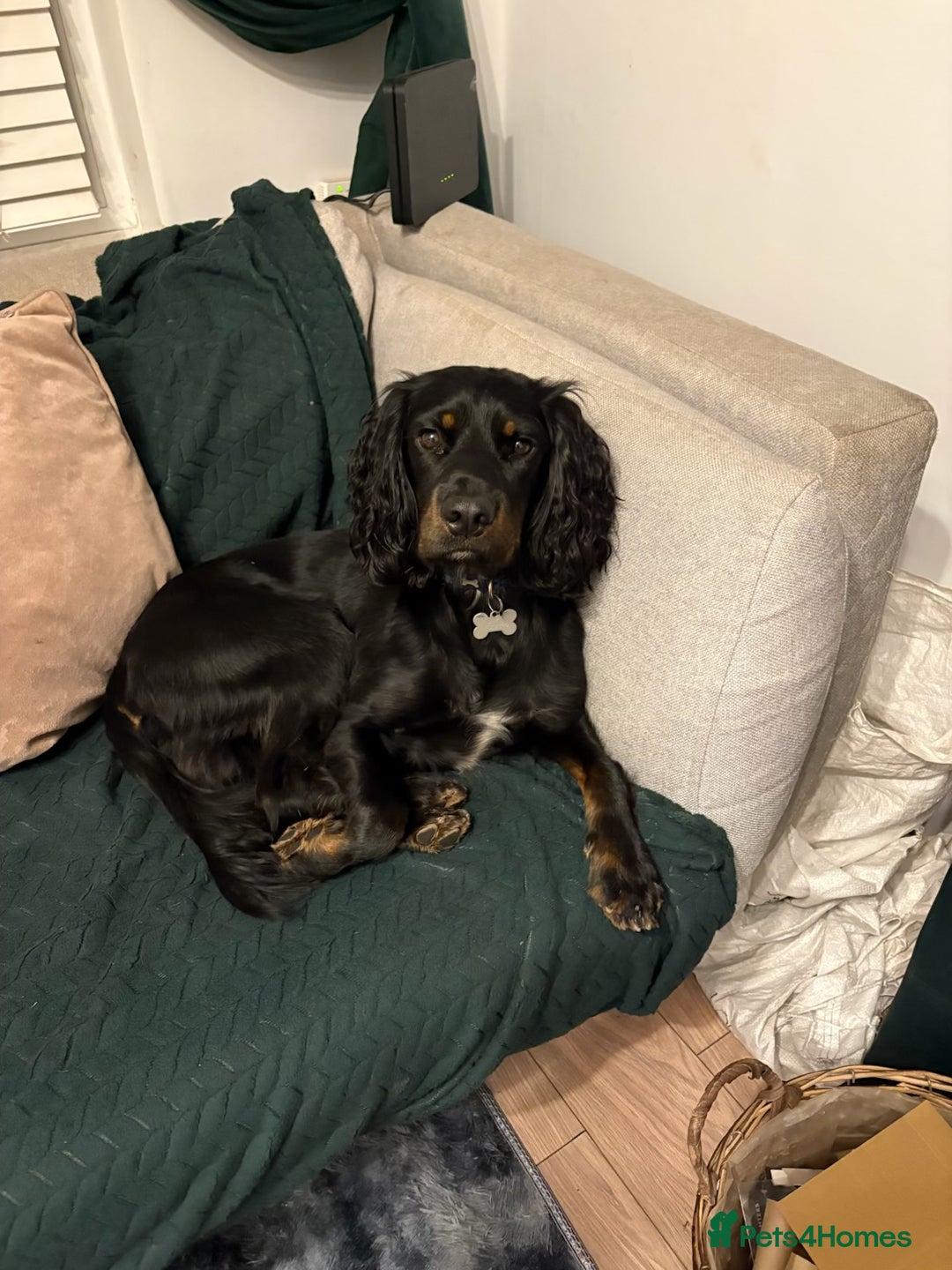 Mixed Breed dogs for stud: Sprocker (Cocker Spaniel) for stud hire  - Advert 1