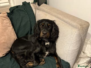 Mixed Breed dogs Sprocker (Cocker Spaniel) for stud hire - Advert 1