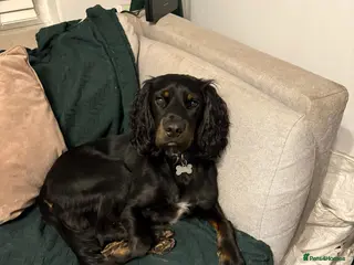 Mixed Breed dogs Sprocker (Cocker Spaniel) for stud hire - Advert 2
