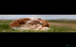 Cocker Spaniel dogs for sale: Cocker Spaniel Puppies ready 22nd October  - Image 17